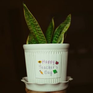 Plantas de Interior para Regalo